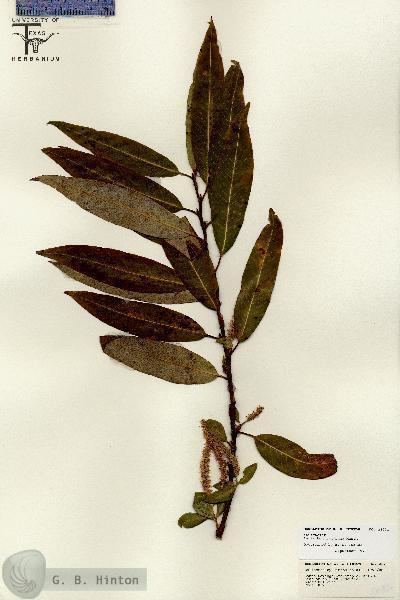 Salix bonplandiana IREKANI Instituto de Biologa UNAM Salix bonplandiana Kunth