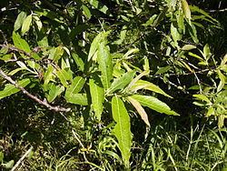 Salix canariensis httpsuploadwikimediaorgwikipediacommonsthu