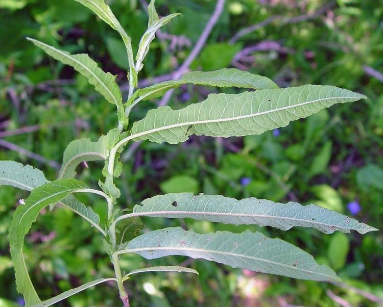 Salix candida Salix candida sage willow Go Botany