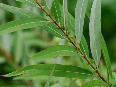 Salix caroliniana vaplantatlasorgimgplantsoriginalsSalixcaroli