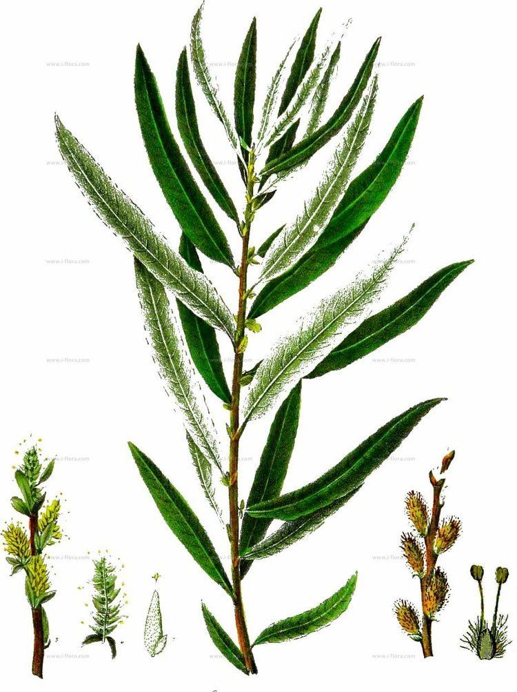 Salix eleagnos Arten LavendelWeide Salix eleagnos Scop