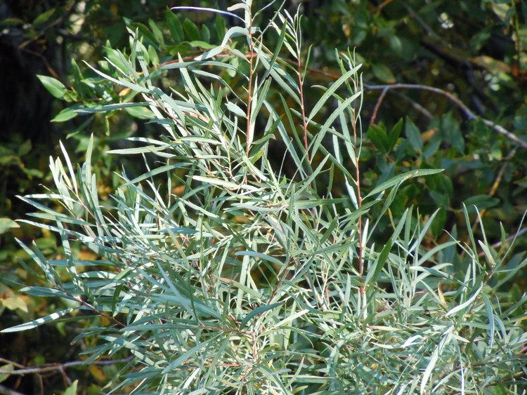 Salix exigua Salix exigua S interiorsandbar willowSalicaceae