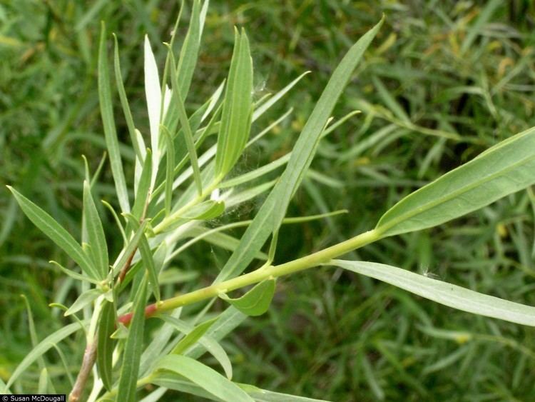 Salix exigua Plants Profile for Salix exigua narrowleaf willow