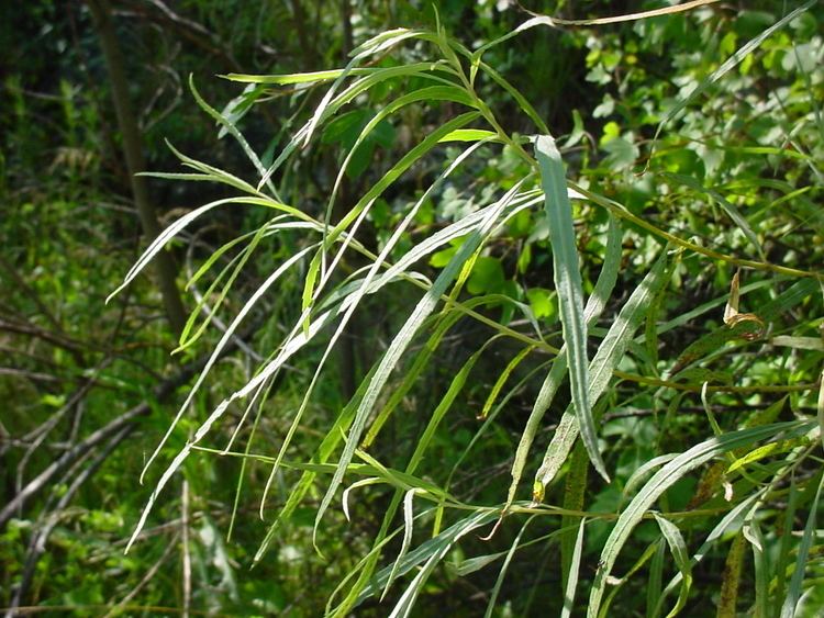 Salix exigua Vascular Plants of the Gila Wilderness Salix exigua subsp exigua