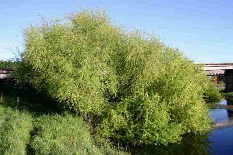 Salix fragilis Salix fragilis