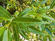 Salix fragilis httpsuploadwikimediaorgwikipediacommonsthu
