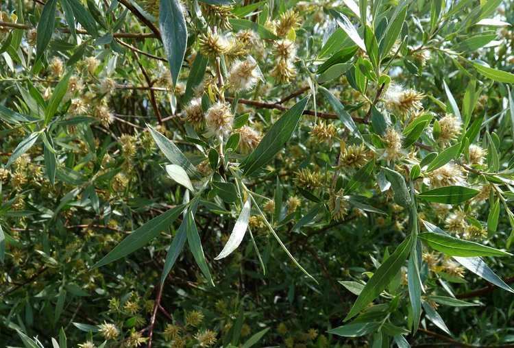 Salix geyeriana Salix