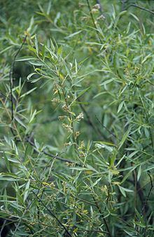 Salix geyeriana httpsuploadwikimediaorgwikipediacommonsthu