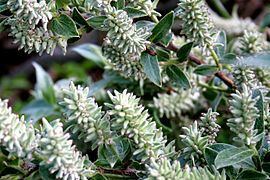 Salix glaucosericea Salix glaucosericea Wikipdia