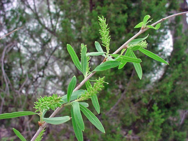 Salix gooddingii Vascular Plants of the Gila Wilderness Salix gooddingii