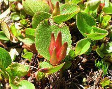 Salix herbacea httpsuploadwikimediaorgwikipediacommonsthu