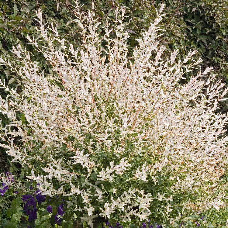 Salix integra Salix integra Hakuronishiki Flamingo Willow Dobbies Garden Centres