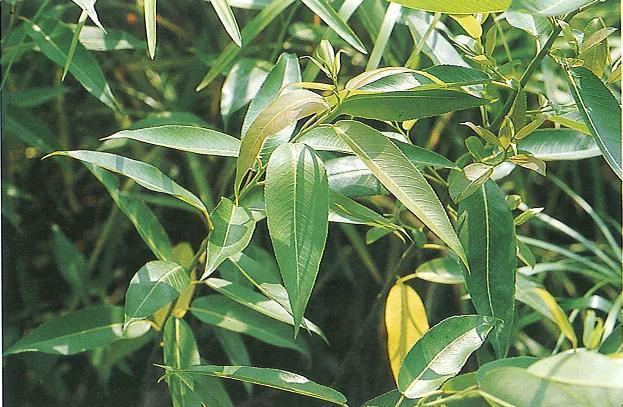 Salix kusanoi eoldatataibiftwfileseoldataimagecachedataob
