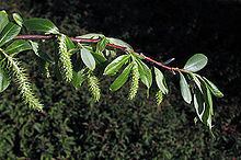 Salix laevigata Salix laevigata Wikipedia
