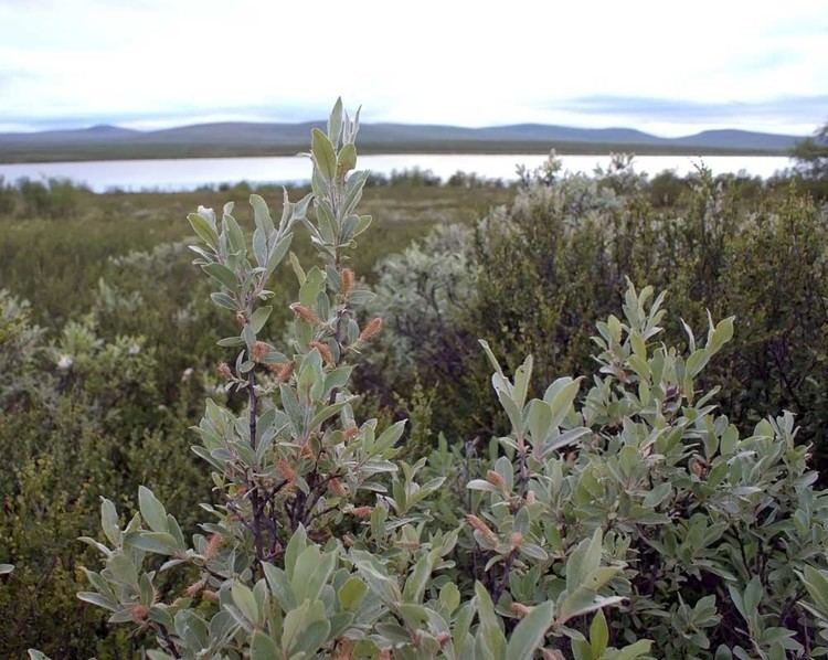 Salix lapponum Downy Willow Salix lapponum Trees and shrubs NatureGate