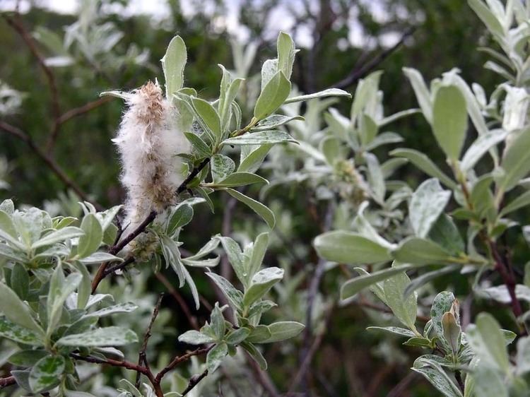 Salix lapponum Downy Willow Salix lapponum Trees and shrubs NatureGate