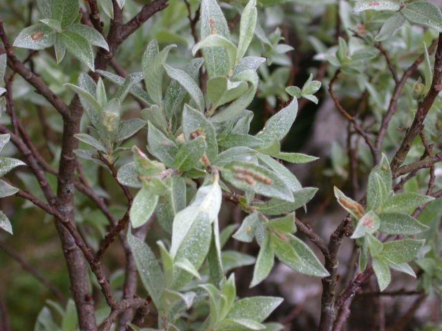 Salix lapponum Taxonomy genetics amp ecology of subarctic willow scrub Gallery