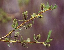 Salix lemmonii httpsuploadwikimediaorgwikipediacommonsthu