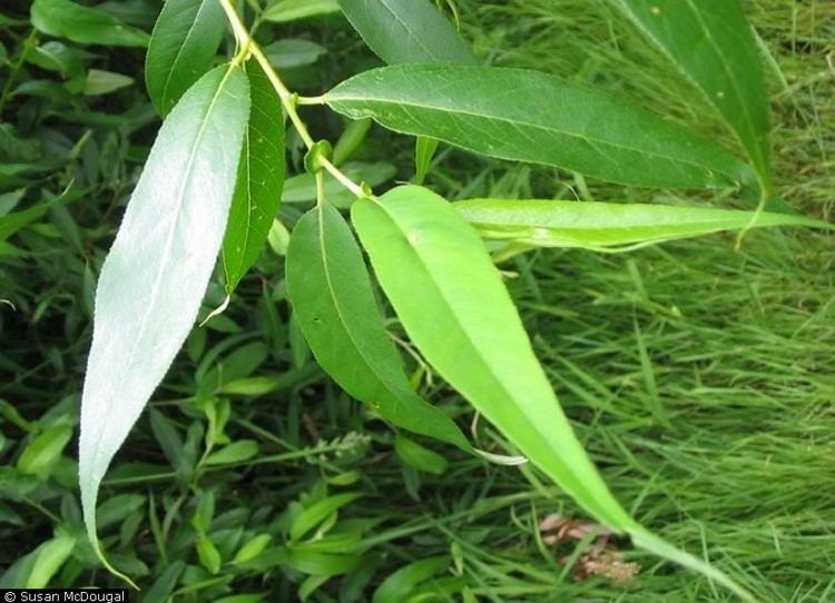 Salix Lucida Alchetron The Free Social Encyclopedia Salix Lucida Alchetron The Free Social Encyclopedia