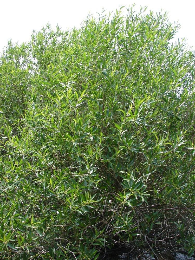 Salix lucida Large image for Salix lucida ssp lasiandra Pacific willow USDA