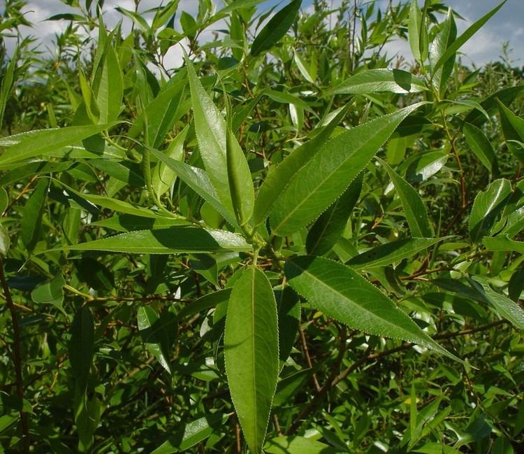 Salix Lucida Alchetron The Free Social Encyclopedia Salix Lucida Alchetron The Free Social Encyclopedia