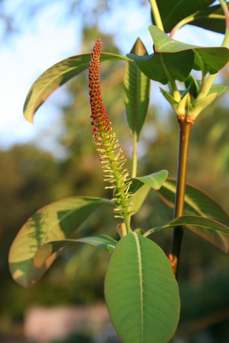 Salix magnifica Plants for sale Panglobal Plants
