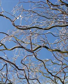 Salix matsudana Curly Corkscrew or Peking Willow Salix matsudana 39Tortuosa39