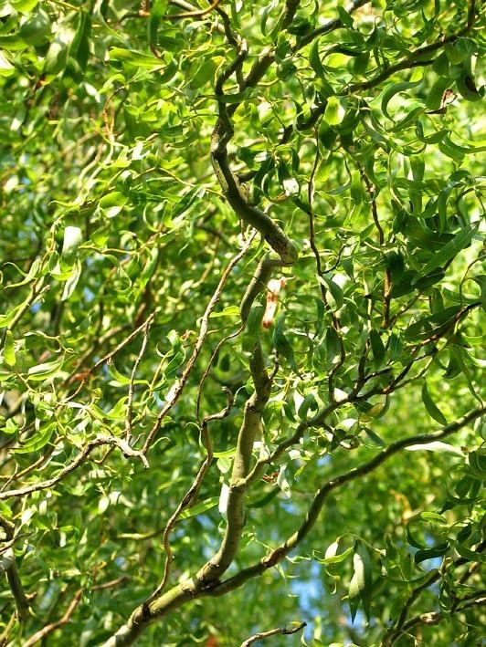 Salix matsudana Salix matsudana tortuosa Corkscrew willow Dutch treeguide at www