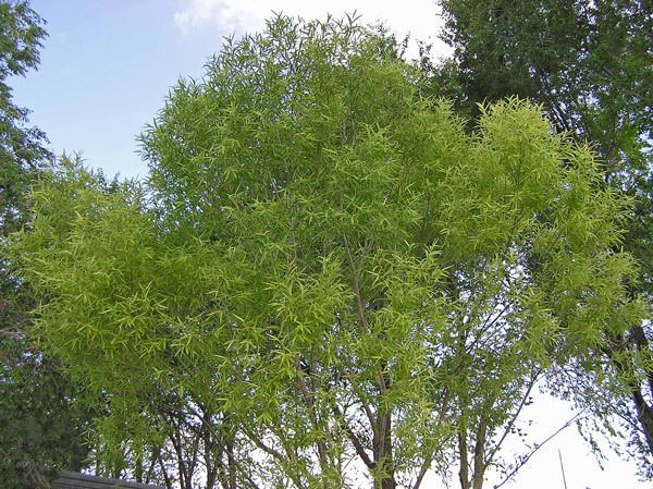 Salix matsudana Southwest Colorado Wildflowers Salix matsudana