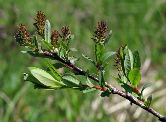 Salix myrtilloides BOTANYcz SALIX MYRTILLOIDES L vrba borvkovit vba