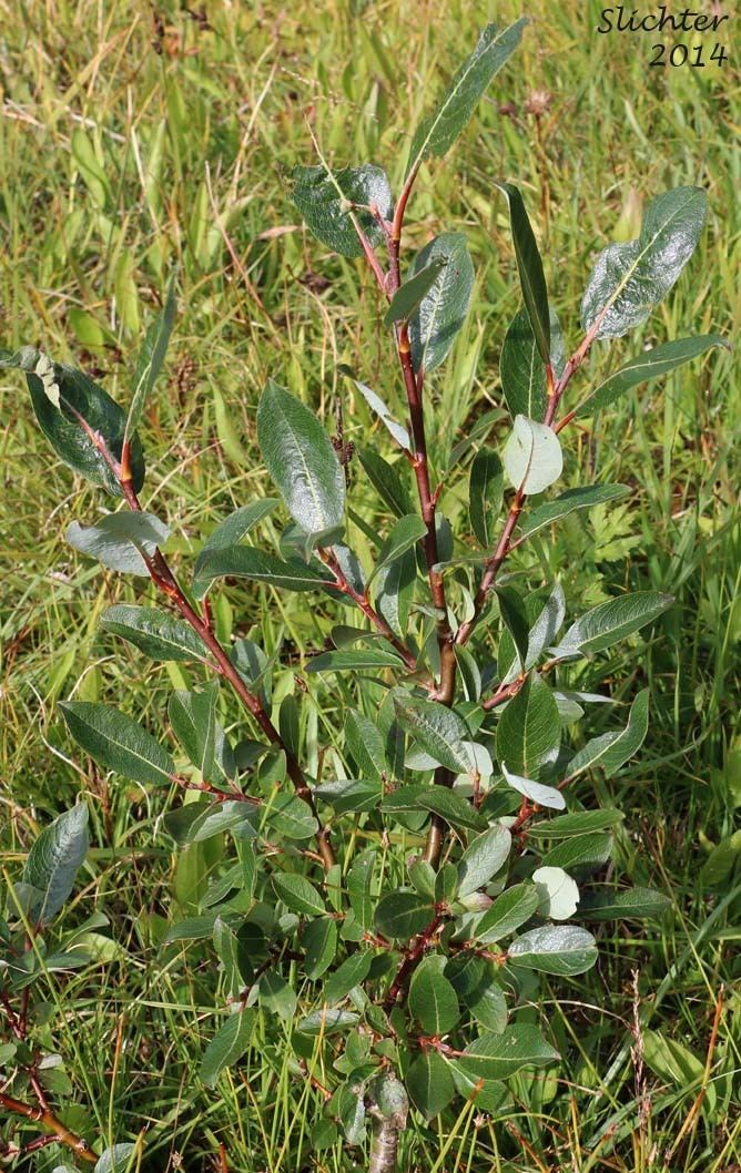 Salix myrtilloides Bog Willow Salix pedicellaris Synonyms Salix fuscescens Salix