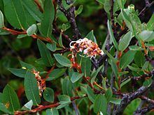 Salix myrtilloides httpsuploadwikimediaorgwikipediacommonsthu