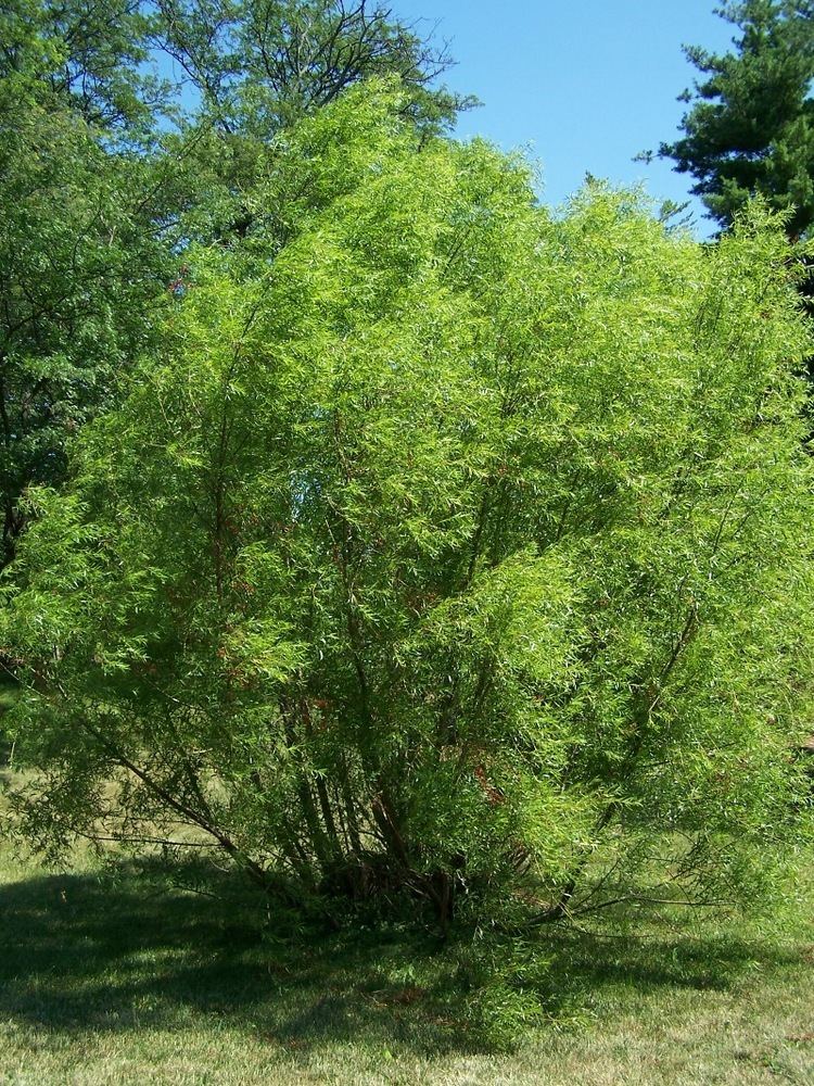 Salix nigra Salix nigra Wikipedia
