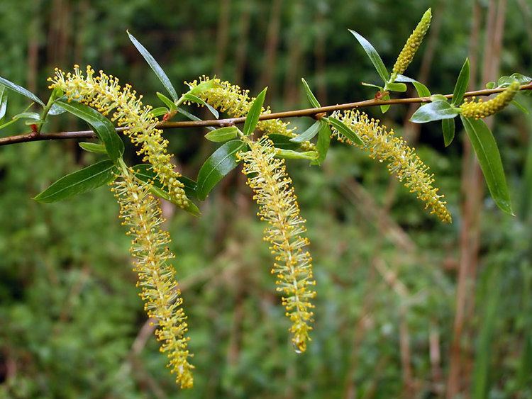 Salix nigra nigra