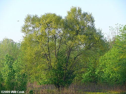 Salix nigra wwwcarolinanaturecomtreessani130774jpg
