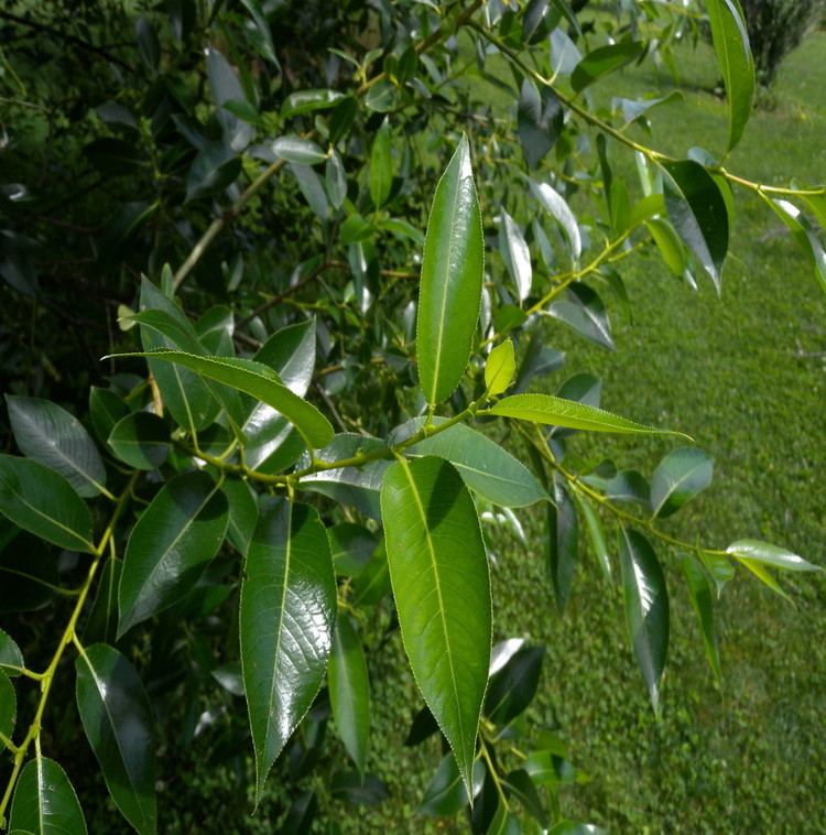 Salix pentandra httpsnewfss3amazonawscomtaxonimages1000s1