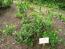 Salix phylicifolia httpsuploadwikimediaorgwikipediacommonsthu
