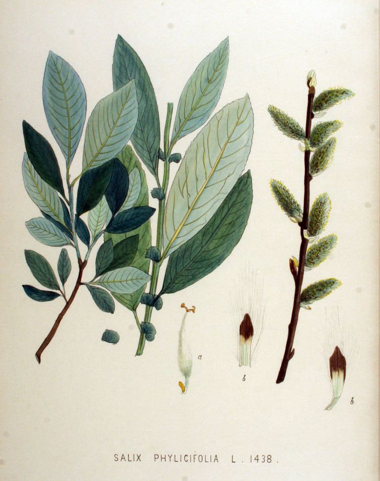 Salix phylicifolia FileSalix phylicifolia Flora Batava Volume v18jpg Wikimedia