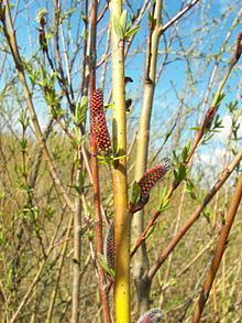 Salix purpurea httpsuploadwikimediaorgwikipediacommonsthu