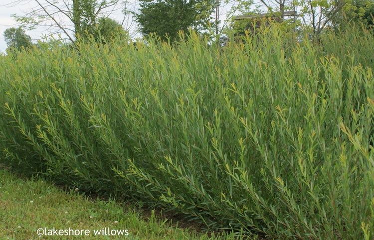 Salix purpurea Salix purpurea 39Streamco39 lakeshore willows