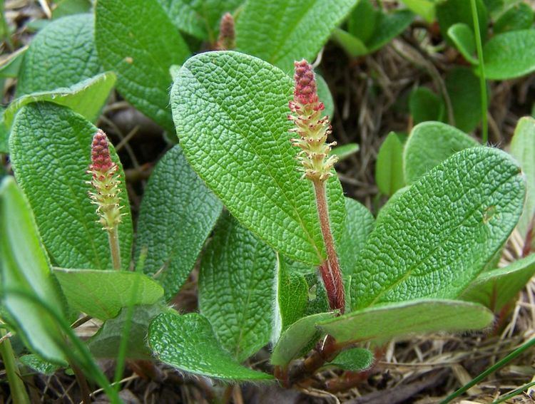 Salix reticulata FileSalix reticulata a4jpg Wikimedia Commons