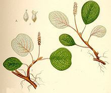 Salix reticulata httpsuploadwikimediaorgwikipediacommonsthu