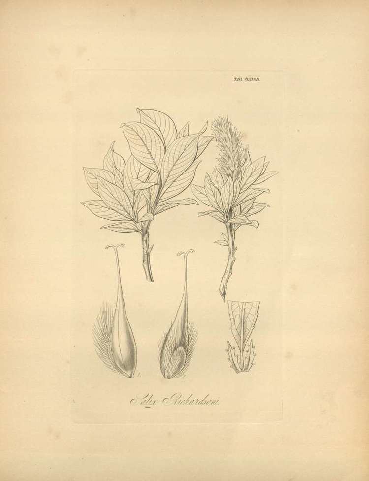 Salix richardsonii httpsuploadwikimediaorgwikipediacommonsbb