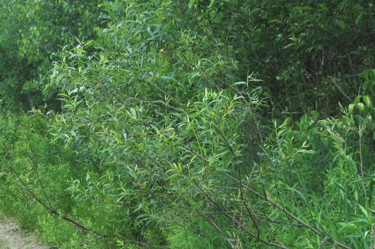 Salix sericea Salix sericea silky willow Go Botany