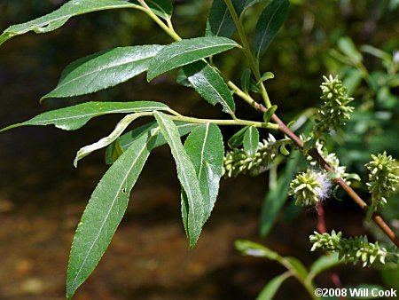 Salix sericea Willow Salix sericea