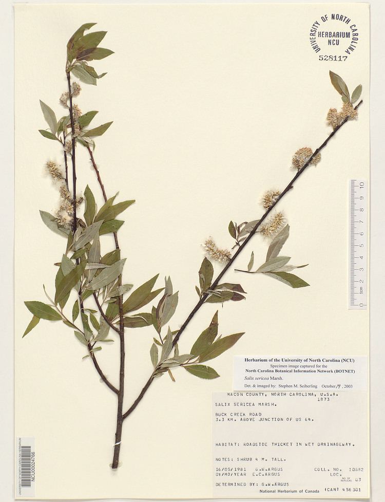 Salix sericea Plant Information Center Salix sericea