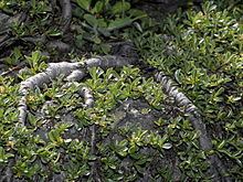 Salix serpyllifolia httpsuploadwikimediaorgwikipediacommonsthu