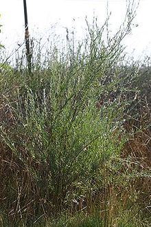 Salix sessilifolia httpsuploadwikimediaorgwikipediacommonsthu