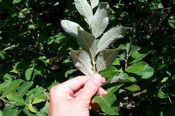 Salix sitchensis Salixsitchensis5jpg