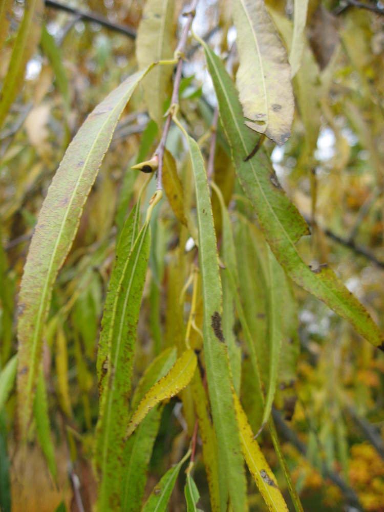 Salix udensis httpsuploadwikimediaorgwikipediacommons77